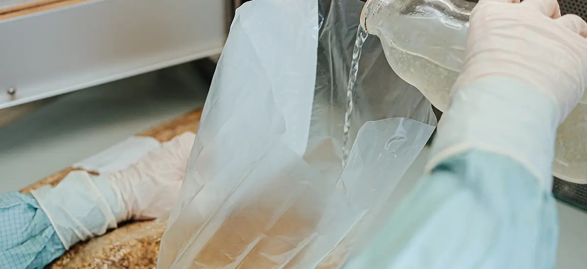 inokulacija-debel-in-panjev